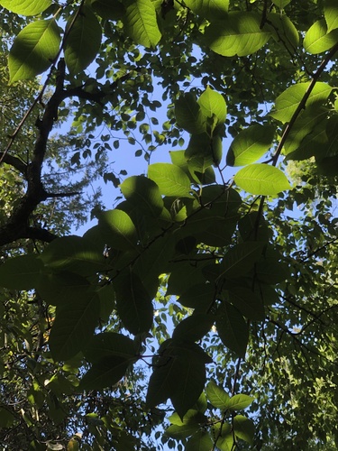Ilex macrocarpa iNat (3)