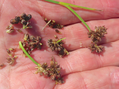 Juncus ensifolius