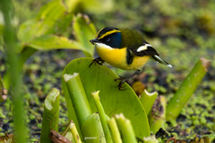 Tachuris rubrigastra