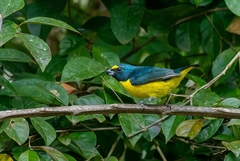 Euphonia chalybea