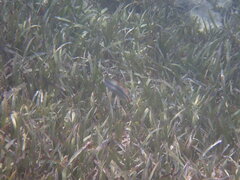 Halichoeres bivittatus