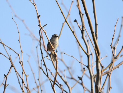 Namaqua Warbler (Phragmacia substriata), photo 3