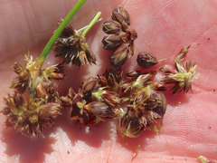 Juncus ensifolius