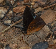 Lexias dirtea