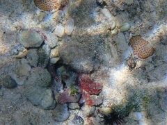 Octopus insularis