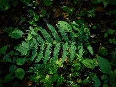 Dryopteris goldieana