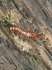 Lithobius