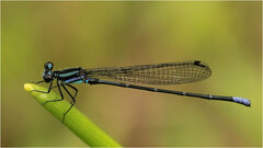 Argia johannella