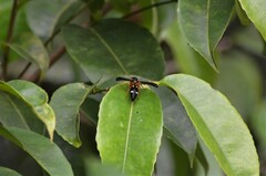 Anterhynchium aestuans