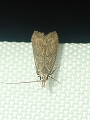 Gelechiidae