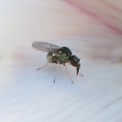 Mythicomyiidae