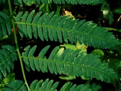 Dryopteris goldieana