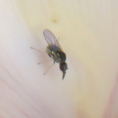 Mythicomyiidae