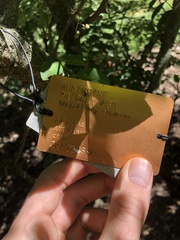 Zanthoxylum simulans