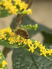 Sparnopolius confusus