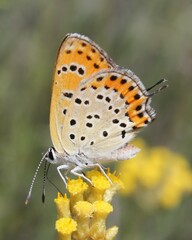 Lycaena thersamon