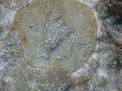 Pseudodiploria clivosa