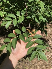 Zanthoxylum simulans