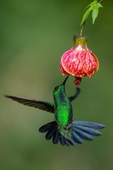 Thalurania glaucopis
