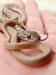 Masticophis flagellum piceus