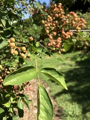 Zanthoxylum simulans