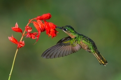 Heliodoxa rubricauda