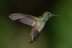 Chrysuronia versicolor