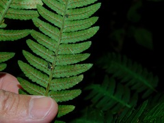 Dryopteris goldieana