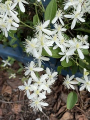 Clematis flammula