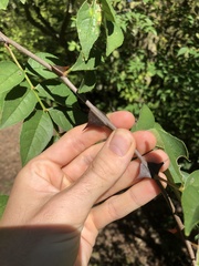 Zanthoxylum simulans