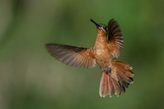 Heliodoxa rubricauda