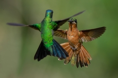 Heliodoxa rubricauda