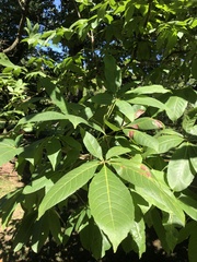 Aesculus chinensis