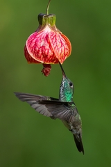 Chrysuronia versicolor