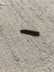 Spodoptera frugiperda