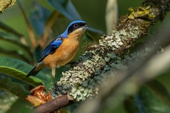 Pipraeidea melanonota