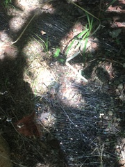 Frontinella pyramitela