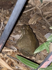 Incilius alvarius