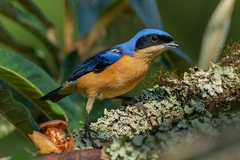 Pipraeidea melanonota