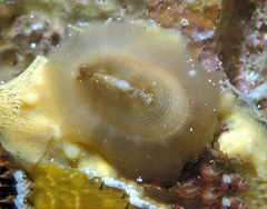 Emarginella