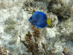 Acanthurus coeruleus