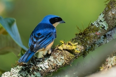 Pipraeidea melanonota