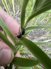 Tiphiinae