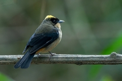 Trichothraupis melanops
