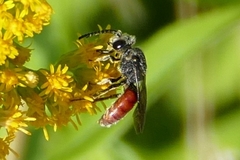 Sphecodes albilabris