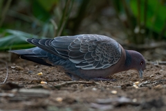 Patagioenas picazuro