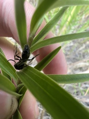 Tiphiinae