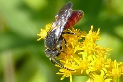 Sphecodes albilabris
