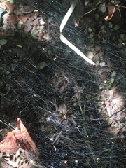 Frontinella pyramitela