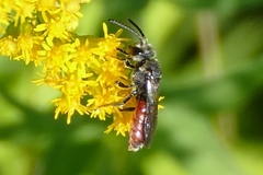Sphecodes albilabris